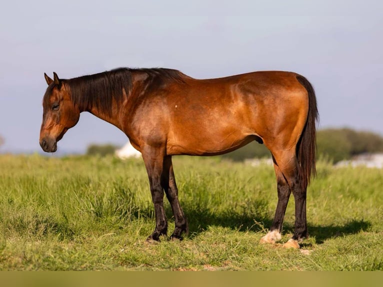 American Quarter Horse Ruin 12 Jaar 152 cm Roodbruin in Weatherford TX