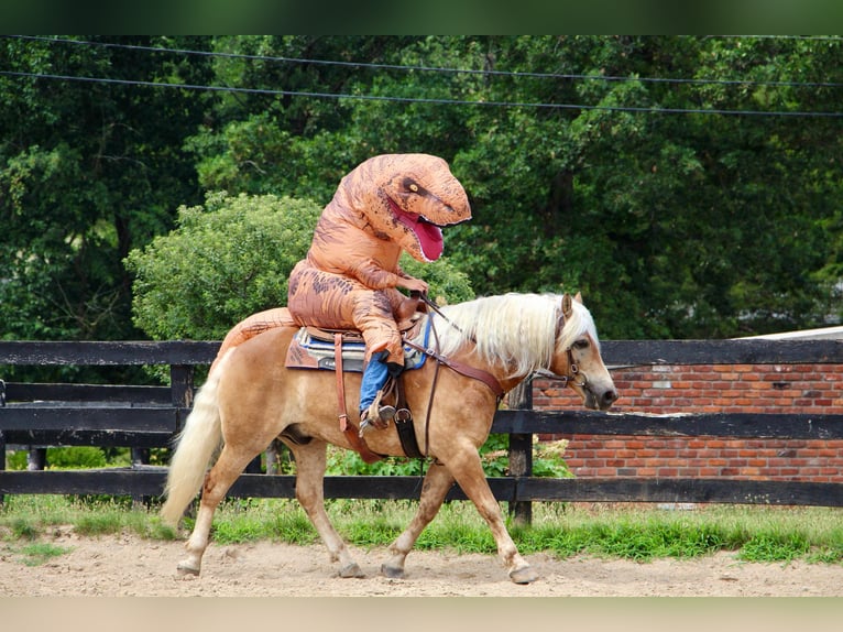 American Quarter Horse Ruin 12 Jaar 152 cm Roodvos in Highland MI