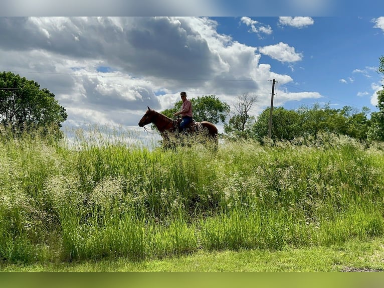 American Quarter Horse Ruin 12 Jaar 152 cm Roodvos in Cannon Falls, MN