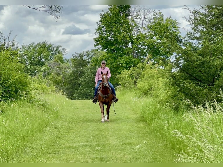 American Quarter Horse Ruin 12 Jaar 152 cm Roodvos in Cannon Falls, MN