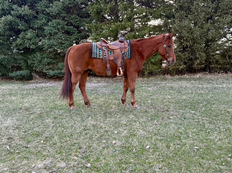 American Quarter Horse Ruin 12 Jaar 152 cm Roodvos in Cannon Falls