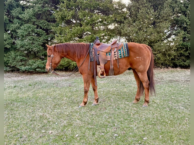 American Quarter Horse Ruin 12 Jaar 152 cm Roodvos in Cannon Falls
