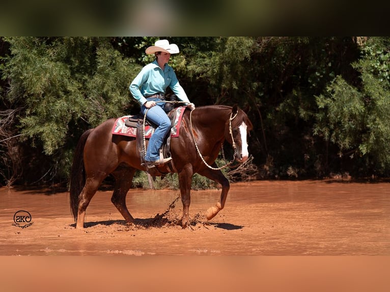 American Quarter Horse Ruin 12 Jaar 152 cm Roodvos in Canyon, TX