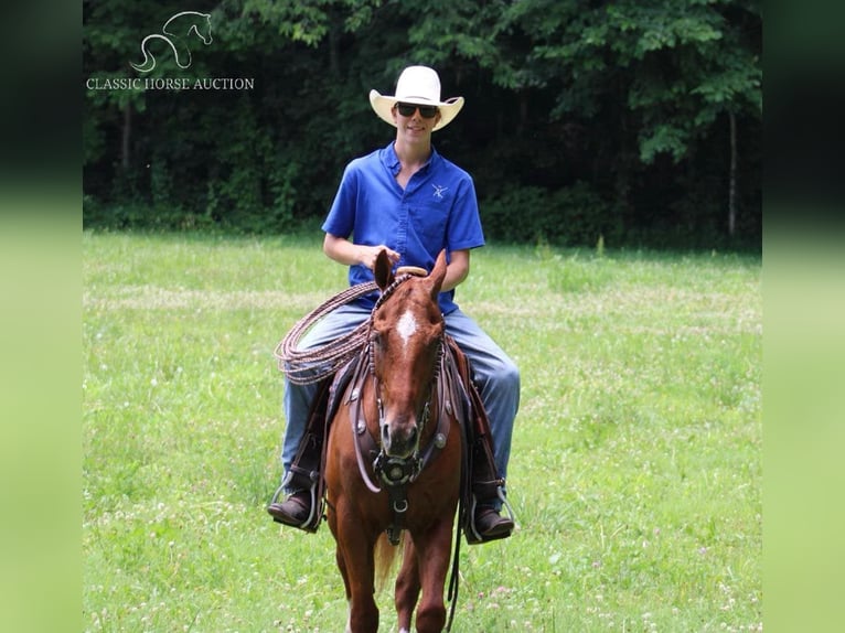 American Quarter Horse Ruin 12 Jaar 152 cm Roodvos in Tompkinsville, KY