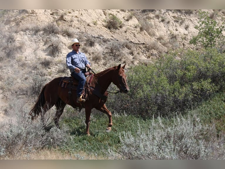 American Quarter Horse Ruin 12 Jaar 152 cm Roodvos in Ripley