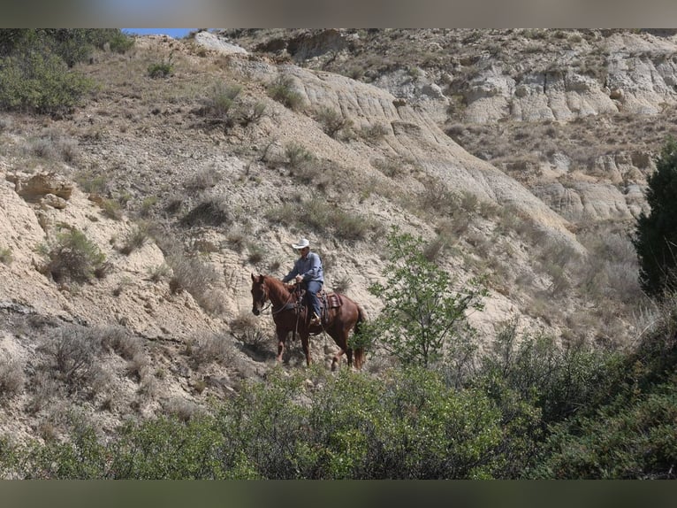 American Quarter Horse Ruin 12 Jaar 152 cm Roodvos in Ripley