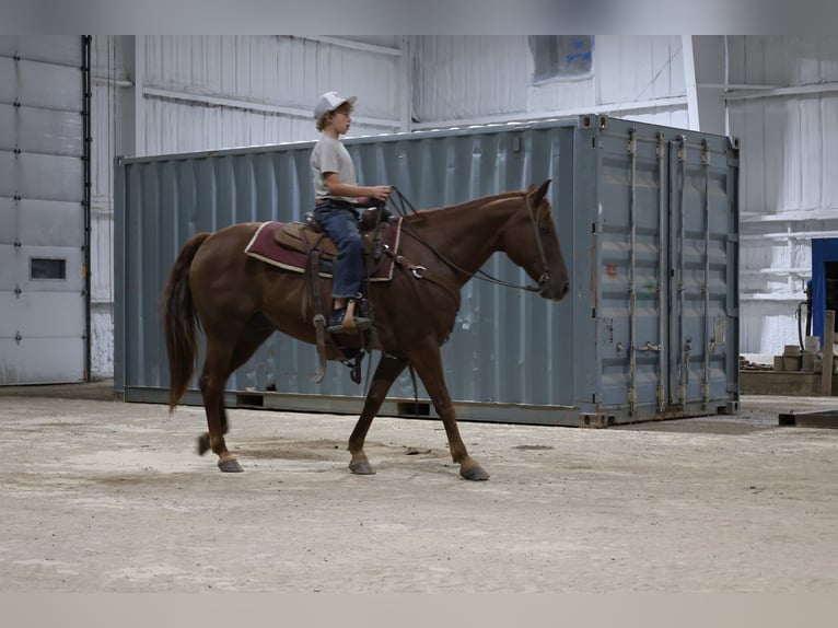 American Quarter Horse Ruin 12 Jaar 152 cm Roodvos in Ripley