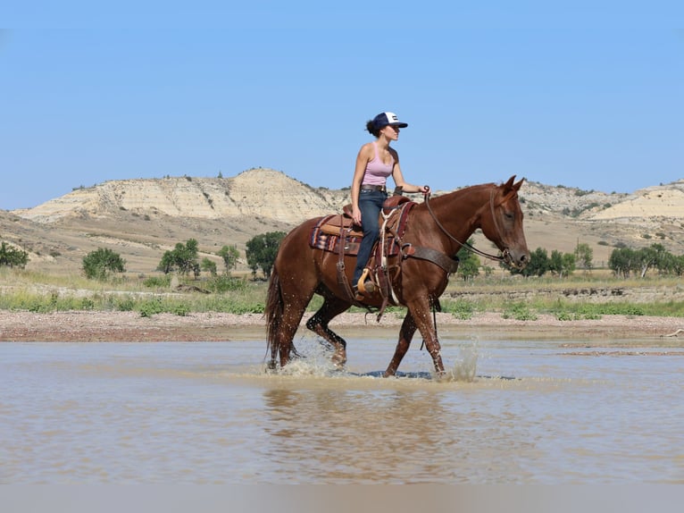 American Quarter Horse Ruin 12 Jaar 152 cm Roodvos in Ripley