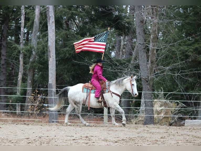 American Quarter Horse Ruin 12 Jaar 152 cm Schimmel in Clarion