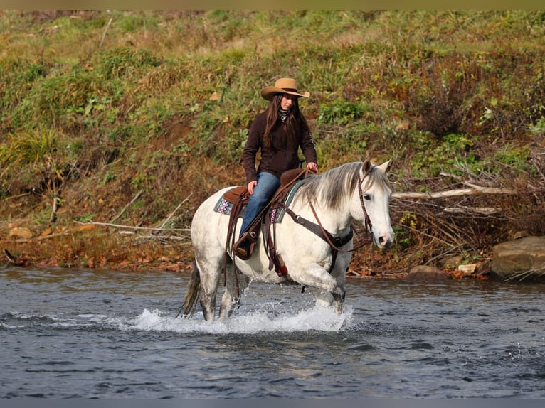 American Quarter Horse Ruin 12 Jaar 152 cm Schimmel in Clarion