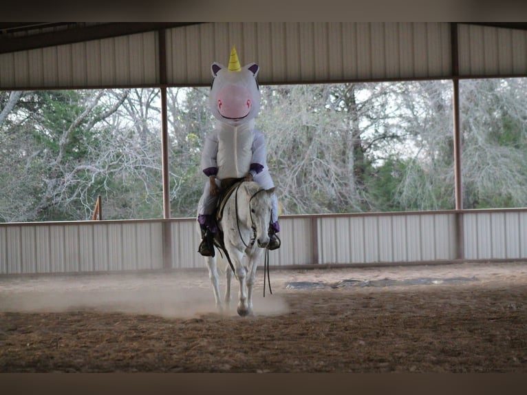 American Quarter Horse Ruin 12 Jaar 152 cm Schimmel in Plano