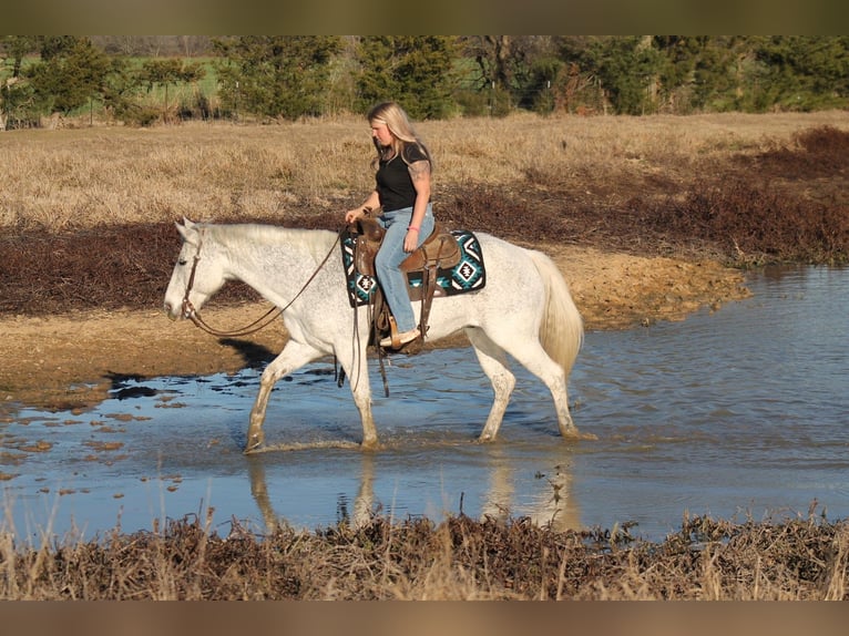 American Quarter Horse Ruin 12 Jaar 152 cm Schimmel in Plano