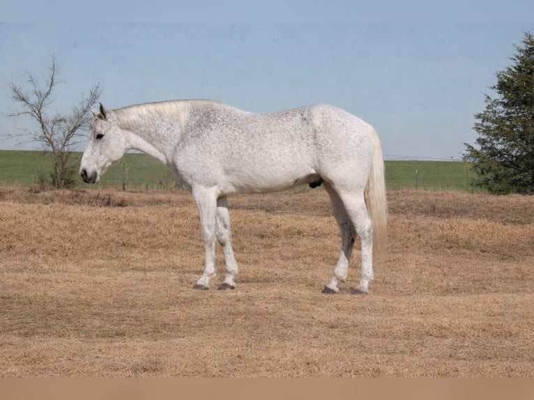 American Quarter Horse Ruin 12 Jaar 152 cm Schimmel in Plano