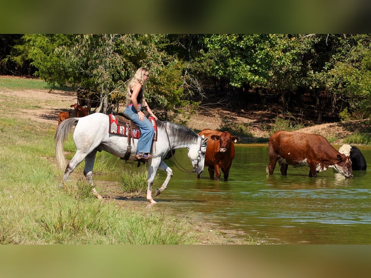 American Quarter Horse Ruin 12 Jaar 152 cm Schimmel in Quitman