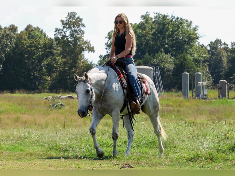 American Quarter Horse Ruin 12 Jaar 152 cm Schimmel in Quitman