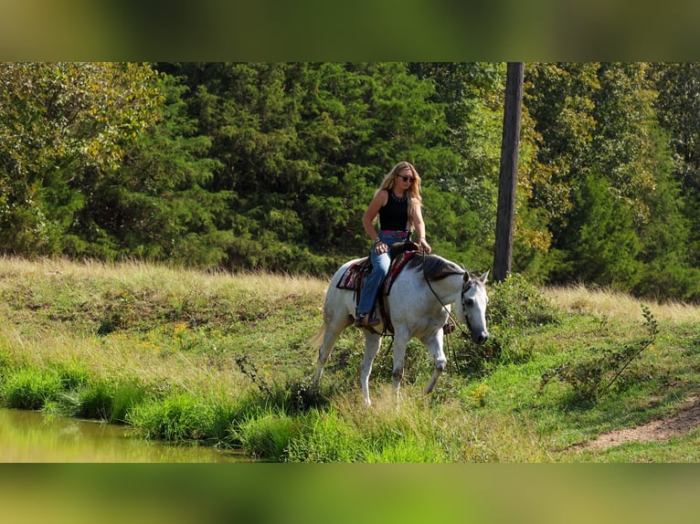 American Quarter Horse Ruin 12 Jaar 152 cm Schimmel in Quitman