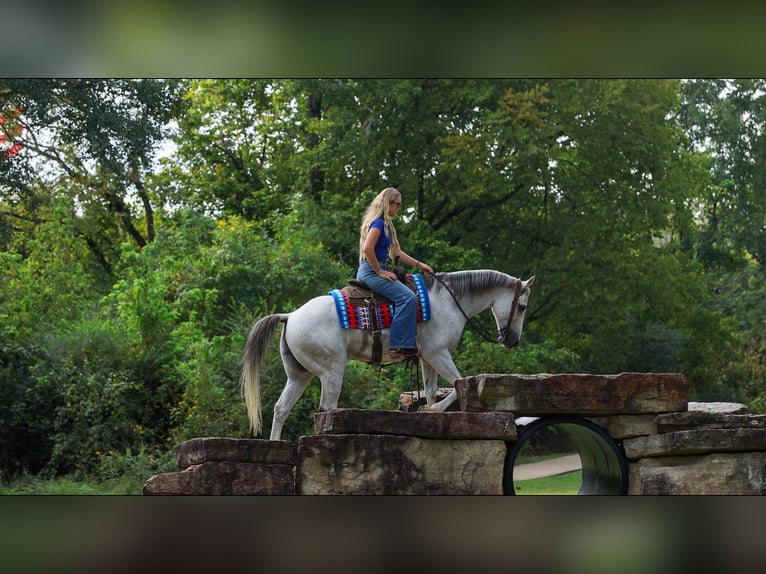 American Quarter Horse Ruin 12 Jaar 152 cm Schimmel in Quitman