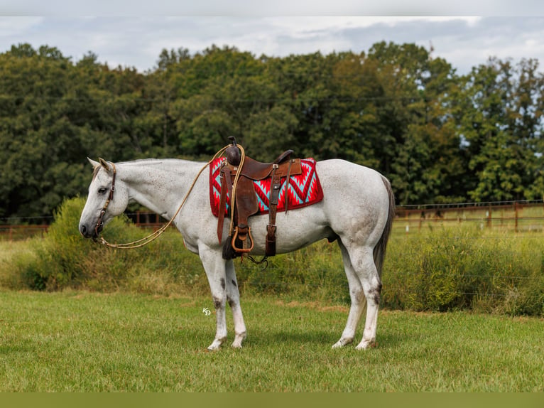 American Quarter Horse Ruin 12 Jaar 152 cm Schimmel in Quitman