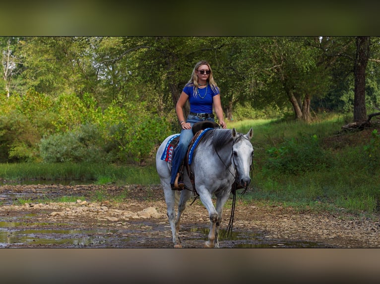 American Quarter Horse Ruin 12 Jaar 152 cm Schimmel in Quitman