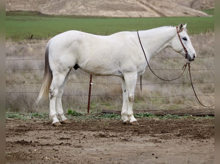 American Quarter Horse Ruin 12 Jaar 152 cm Schimmel in Paicines CA