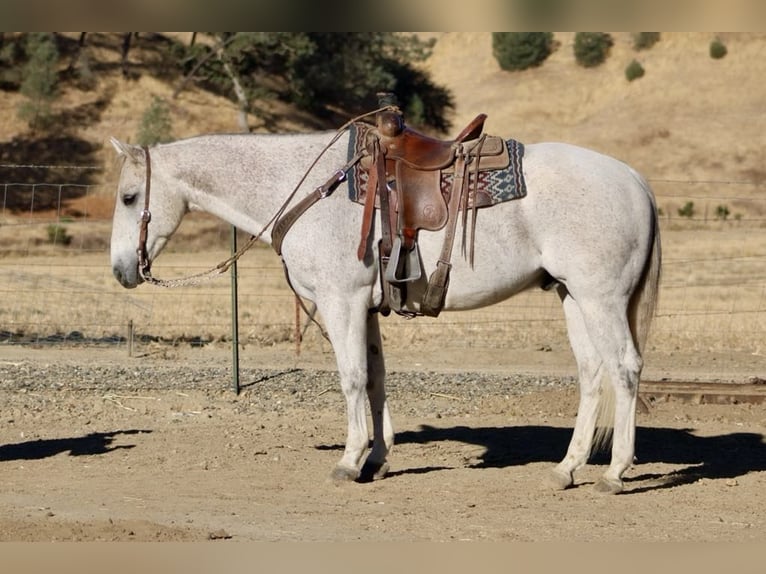 American Quarter Horse Ruin 12 Jaar 152 cm Schimmel in Paicines CA