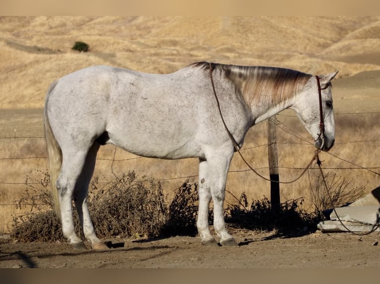 American Quarter Horse Ruin 12 Jaar 152 cm Schimmel in Paicines CA