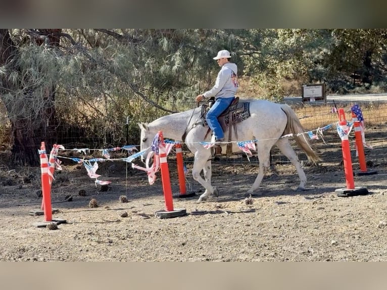 American Quarter Horse Ruin 12 Jaar 152 cm Schimmel in Paicines CA