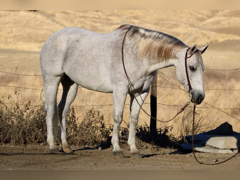 American Quarter Horse Ruin 12 Jaar 152 cm Schimmel in Paicines CA