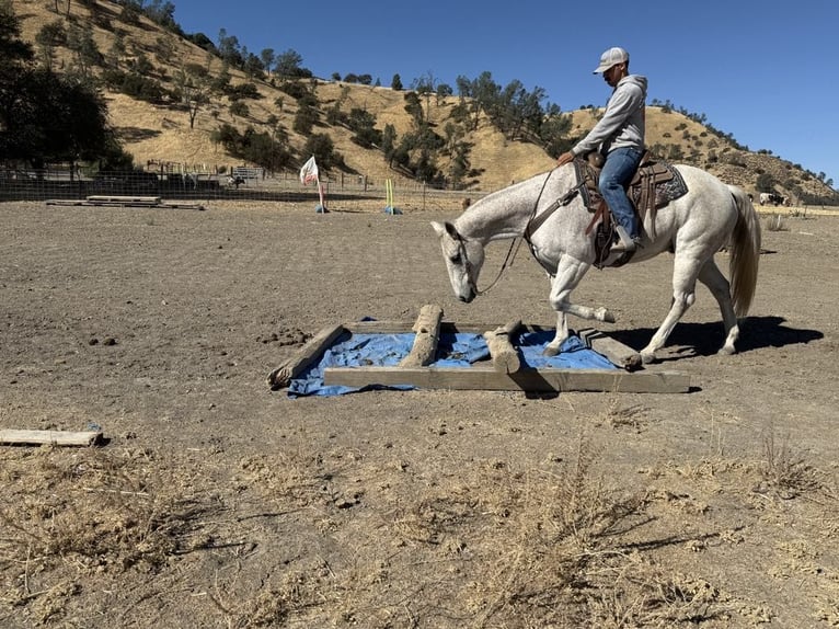 American Quarter Horse Ruin 12 Jaar 152 cm Schimmel in Paicines CA