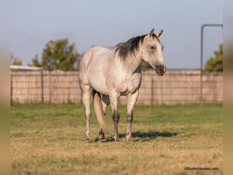 American Quarter Horse Ruin 12 Jaar 152 cm Schimmel in Weatherford TX