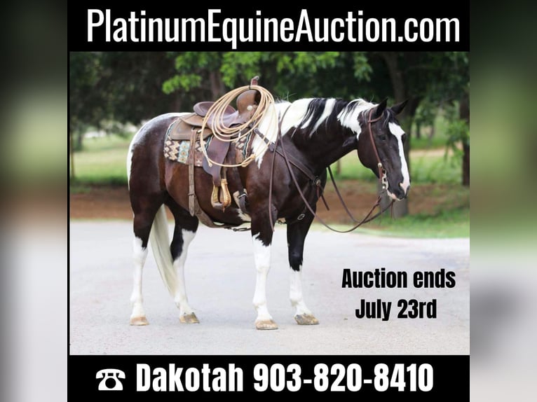 American Quarter Horse Ruin 12 Jaar 152 cm Tobiano-alle-kleuren in Cleburne TX