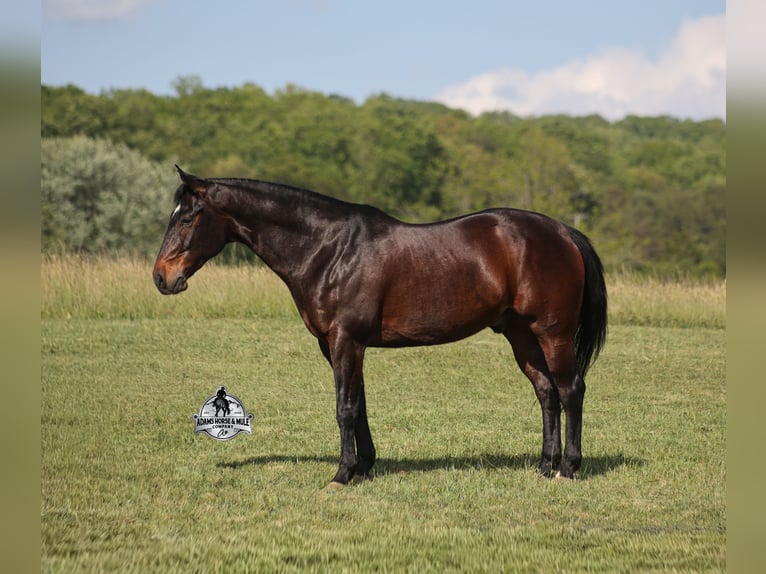 American Quarter Horse Ruin 12 Jaar 152 cm  in Mount Vernon