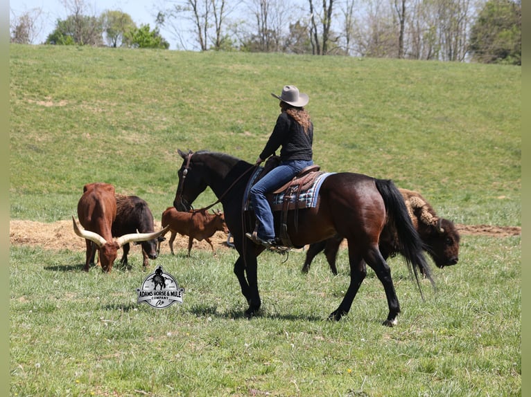 American Quarter Horse Ruin 12 Jaar 152 cm  in Mount Vernon
