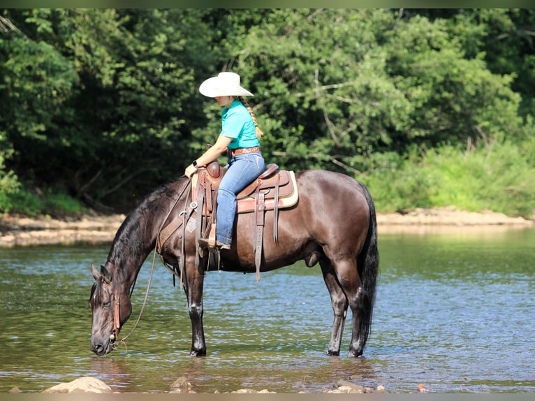 American Quarter Horse Ruin 12 Jaar 152 cm Zwart in Clarion, PA