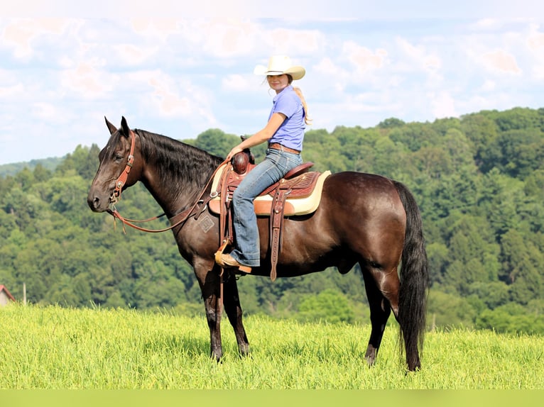 American Quarter Horse Ruin 12 Jaar 152 cm Zwart in Clarion, PA