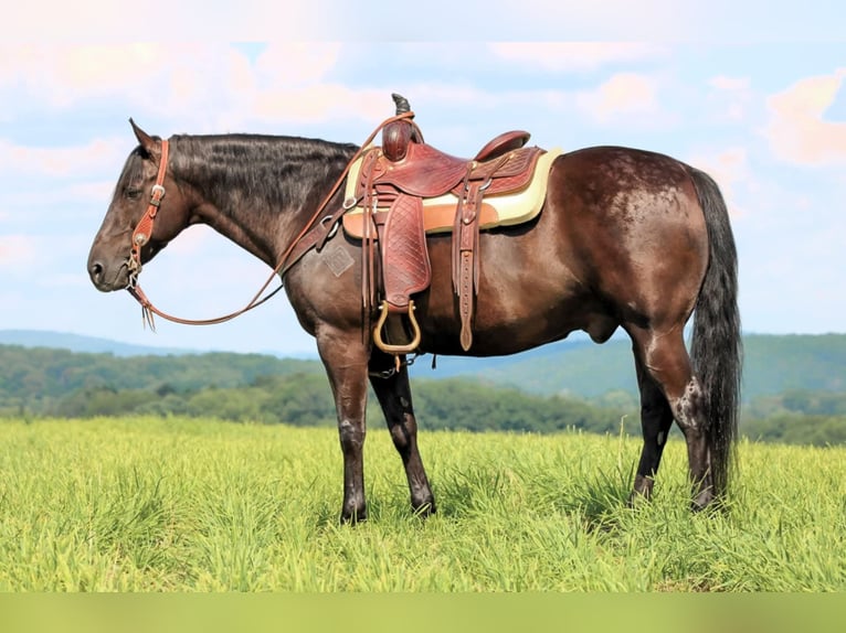 American Quarter Horse Ruin 12 Jaar 152 cm Zwart in Clarion, PA