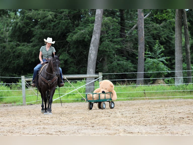 American Quarter Horse Ruin 12 Jaar 152 cm Zwart in Clarion, PA