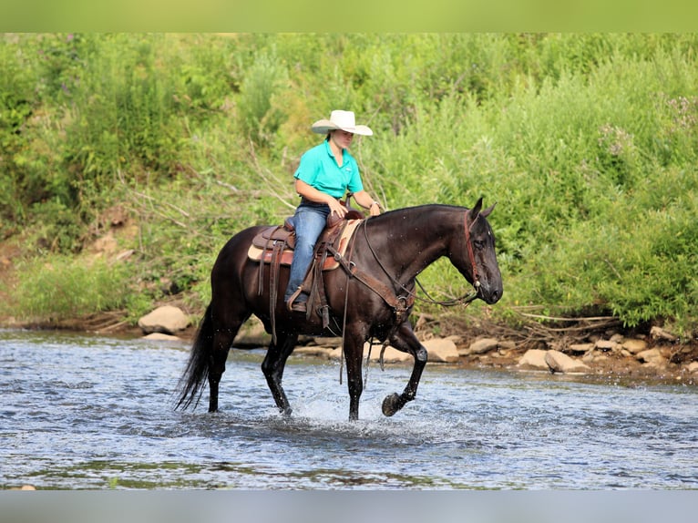 American Quarter Horse Ruin 12 Jaar 152 cm Zwart in Clarion, PA