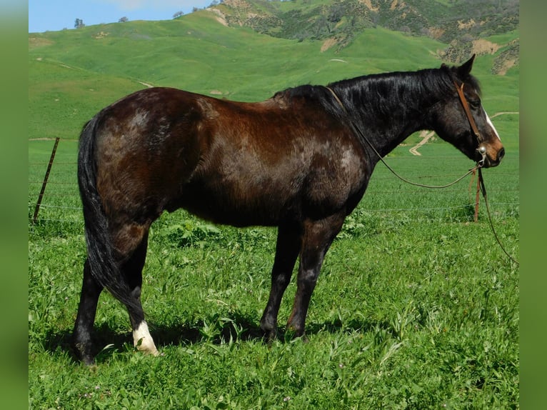 American Quarter Horse Ruin 12 Jaar 152 cm Zwart in Paicaies CA
