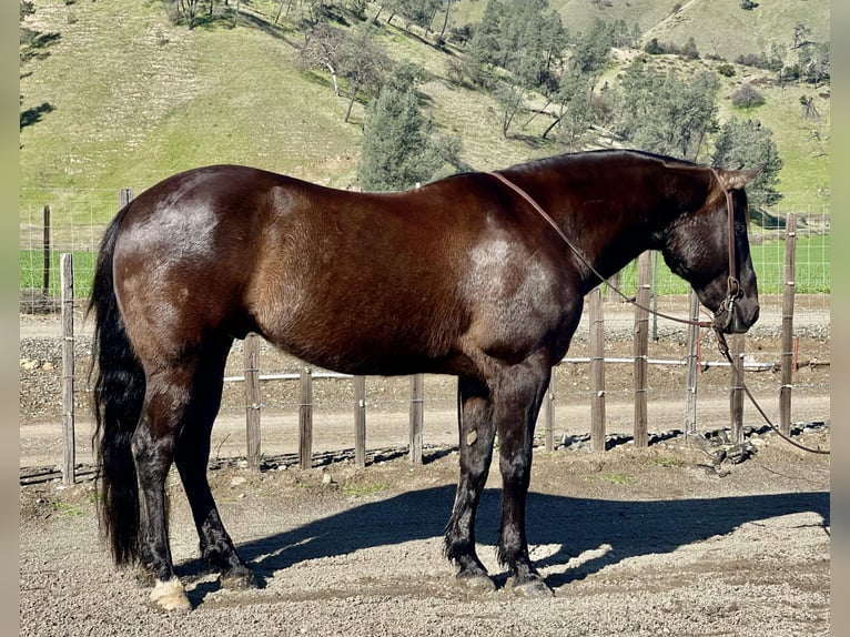 American Quarter Horse Ruin 12 Jaar 152 cm Zwart in Paicines CA