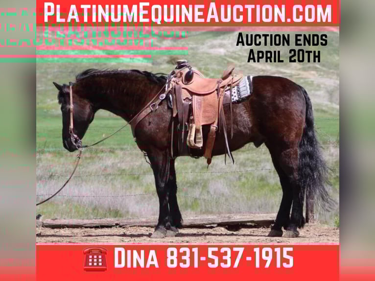 American Quarter Horse Ruin 12 Jaar 152 cm Zwart in Paicines CA