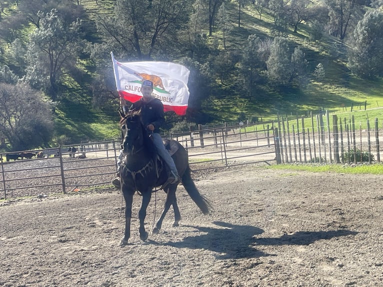 American Quarter Horse Ruin 12 Jaar 152 cm Zwart in Paicines CA