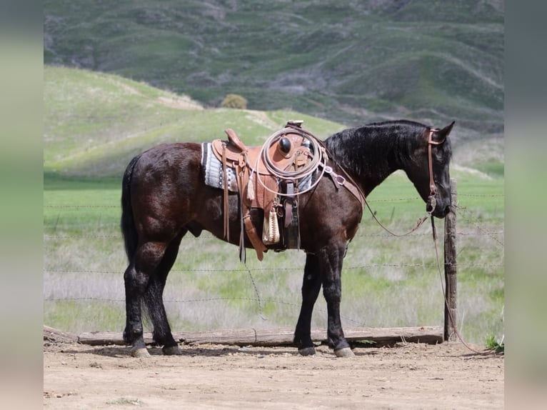 American Quarter Horse Ruin 12 Jaar 152 cm Zwart in Paicines CA