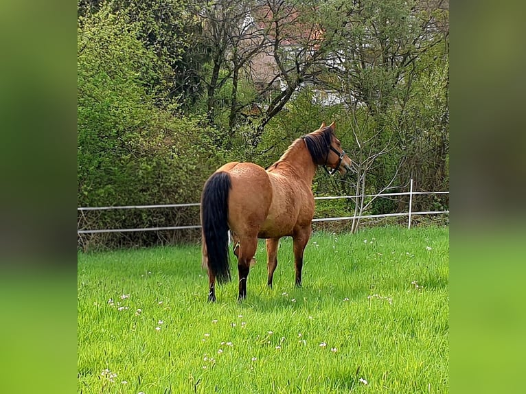 American Quarter Horse Ruin 12 Jaar 153 cm Falbe in Herschweiler-Pettersheim