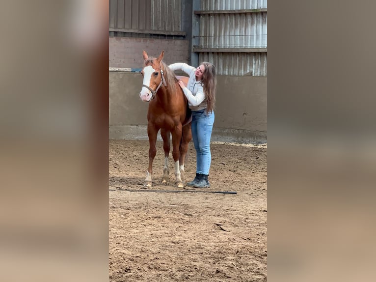 American Quarter Horse Ruin 12 Jaar 153 cm Vos in Hilden