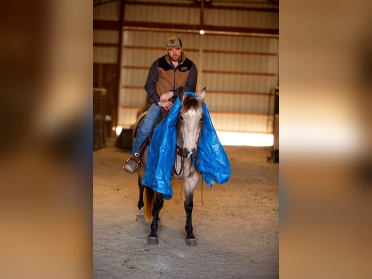 American Quarter Horse Ruin 12 Jaar 155 cm Buckskin in Santa Fe