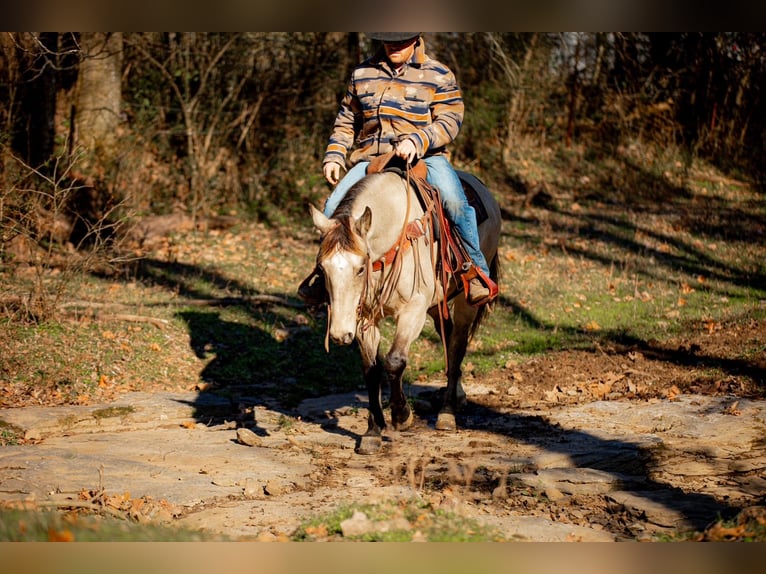 American Quarter Horse Ruin 12 Jaar 155 cm Buckskin in Santa Fe