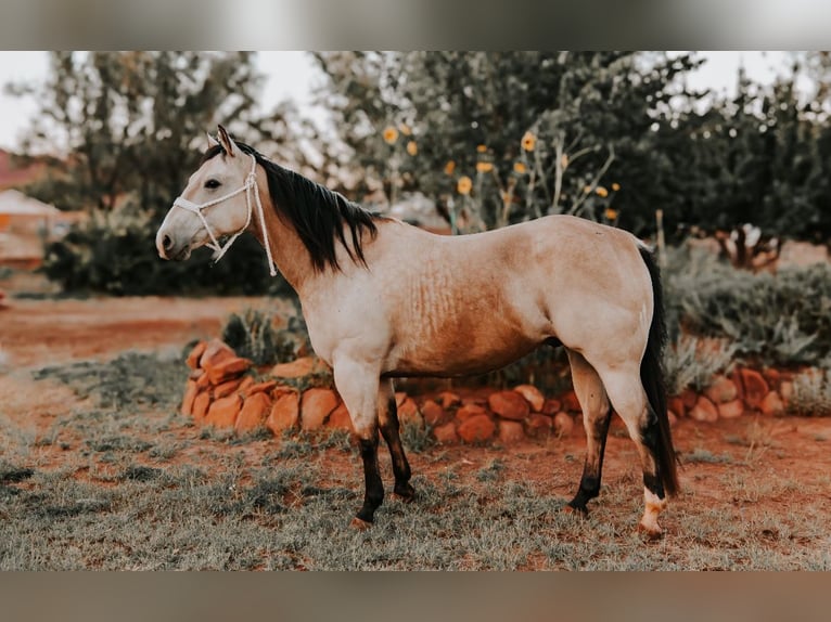 American Quarter Horse Ruin 12 Jaar 155 cm Buckskin in Wickenburg