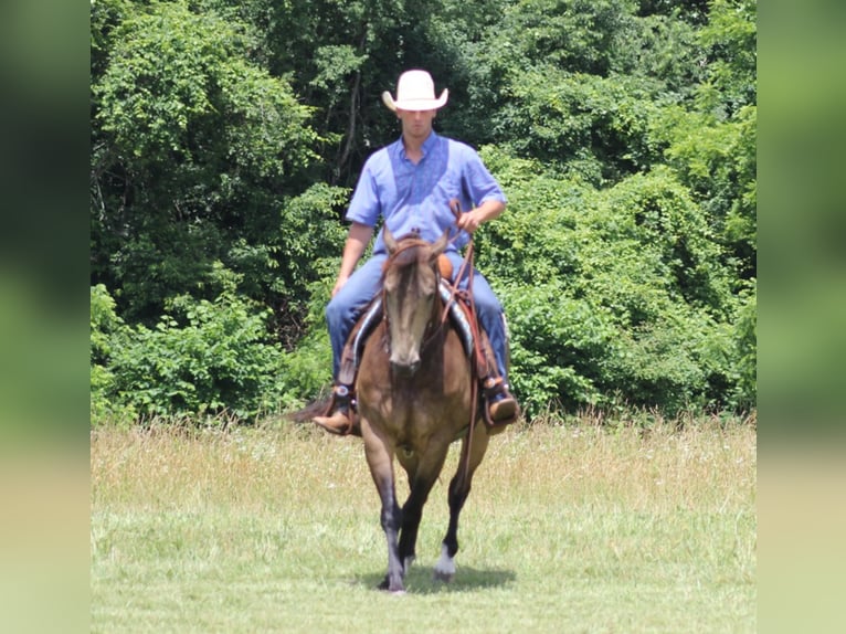 American Quarter Horse Ruin 12 Jaar 155 cm Buckskin in Brodhead KY