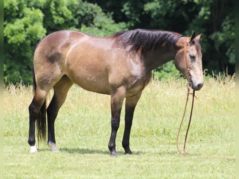 American Quarter Horse Ruin 12 Jaar 155 cm Buckskin in Brodhead KY